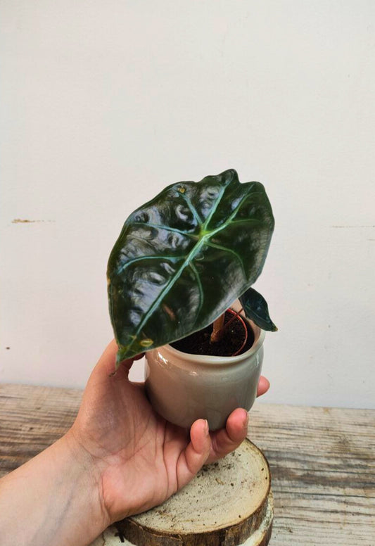 Alocasia Red Petiole – Contrasti forti per un look tropicale deciso