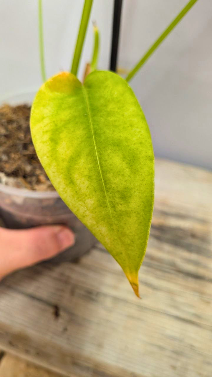 Anthurium Peltigerum - Adozione Speciale