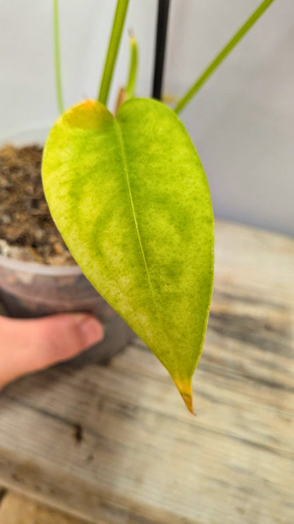 Anthurium Peltigerum - Adozione Speciale