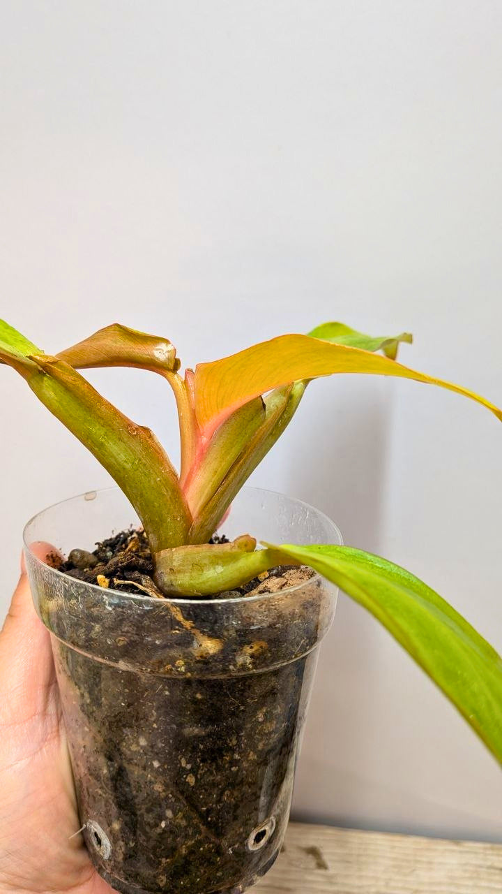 Philodendron Orange Marmalade 3- Adozione Speciale