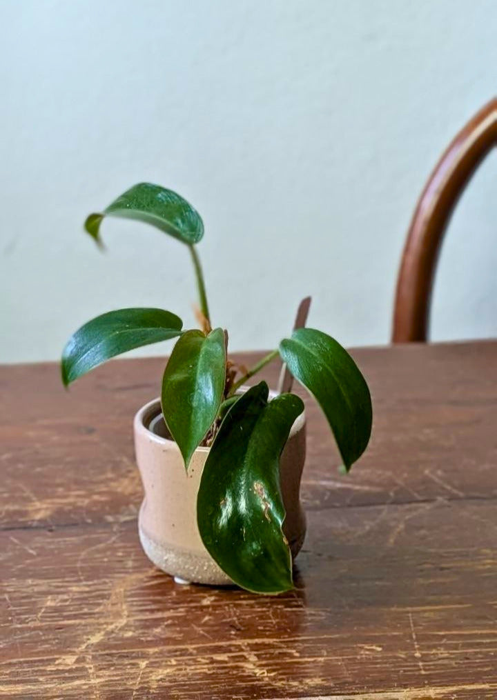 Philodendron ‘Florida Bronze’ | Pianta adattata all'idrocoltura