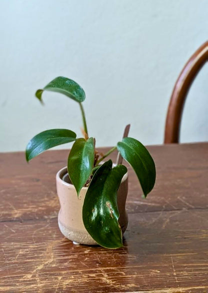 Philodendron ‘Florida Bronze’ | Pianta adattata all'idrocoltura