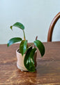 Philodendron ‘Florida Bronze’ | Pianta adattata all'idrocoltura