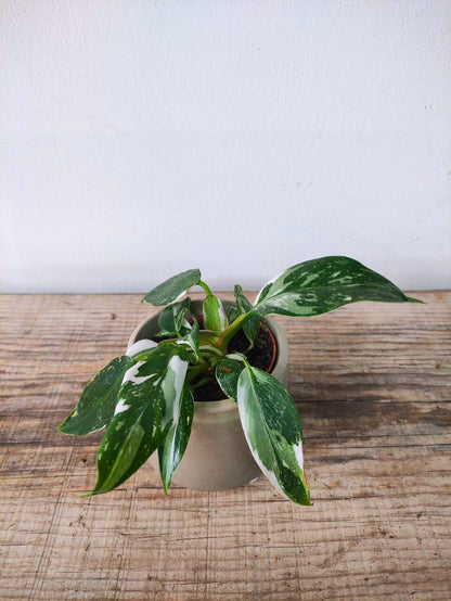 Philodendron White Princess – Eleganza bianca e verde