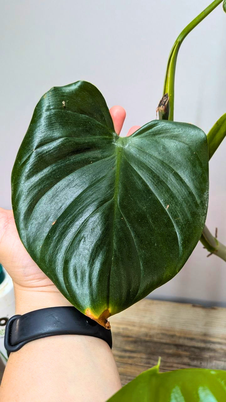 Philodendron cf Rugosum 1 - Adozione Speciale