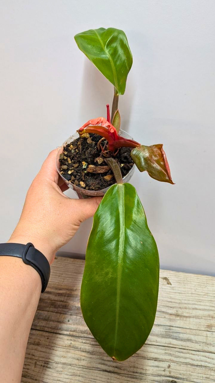 Philodendron Prince of Orange 3 - Adozione Speciale