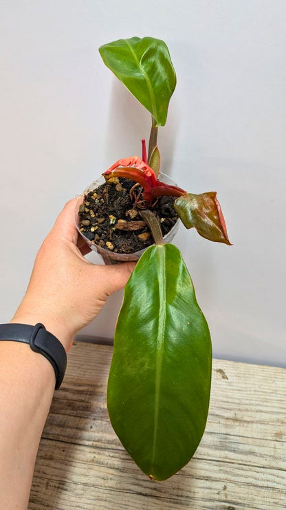 Philodendron Prince of Orange 3 - Adozione Speciale