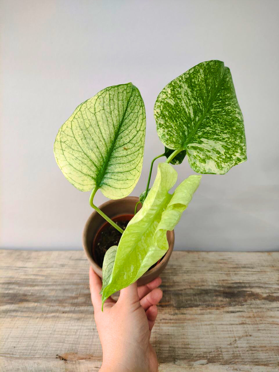 Monstera Deliciosa Mint – Variegatura rara e preziosa