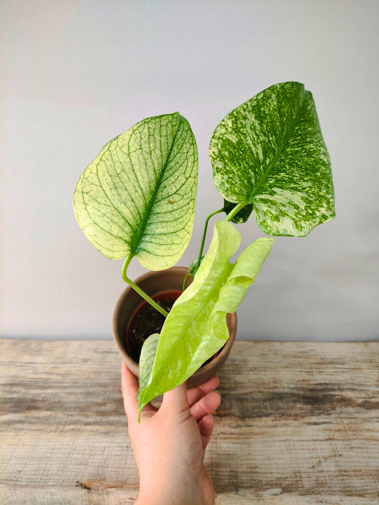 Monstera Deliciosa Mint – Variegatura rara e preziosa