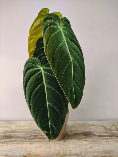 Philodendron Melanochrysum – Eleganza vellutata dalle venature dorate