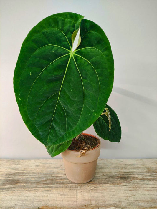 Anthurium Dark Phoenix - XL - Foglie scure e vellutate