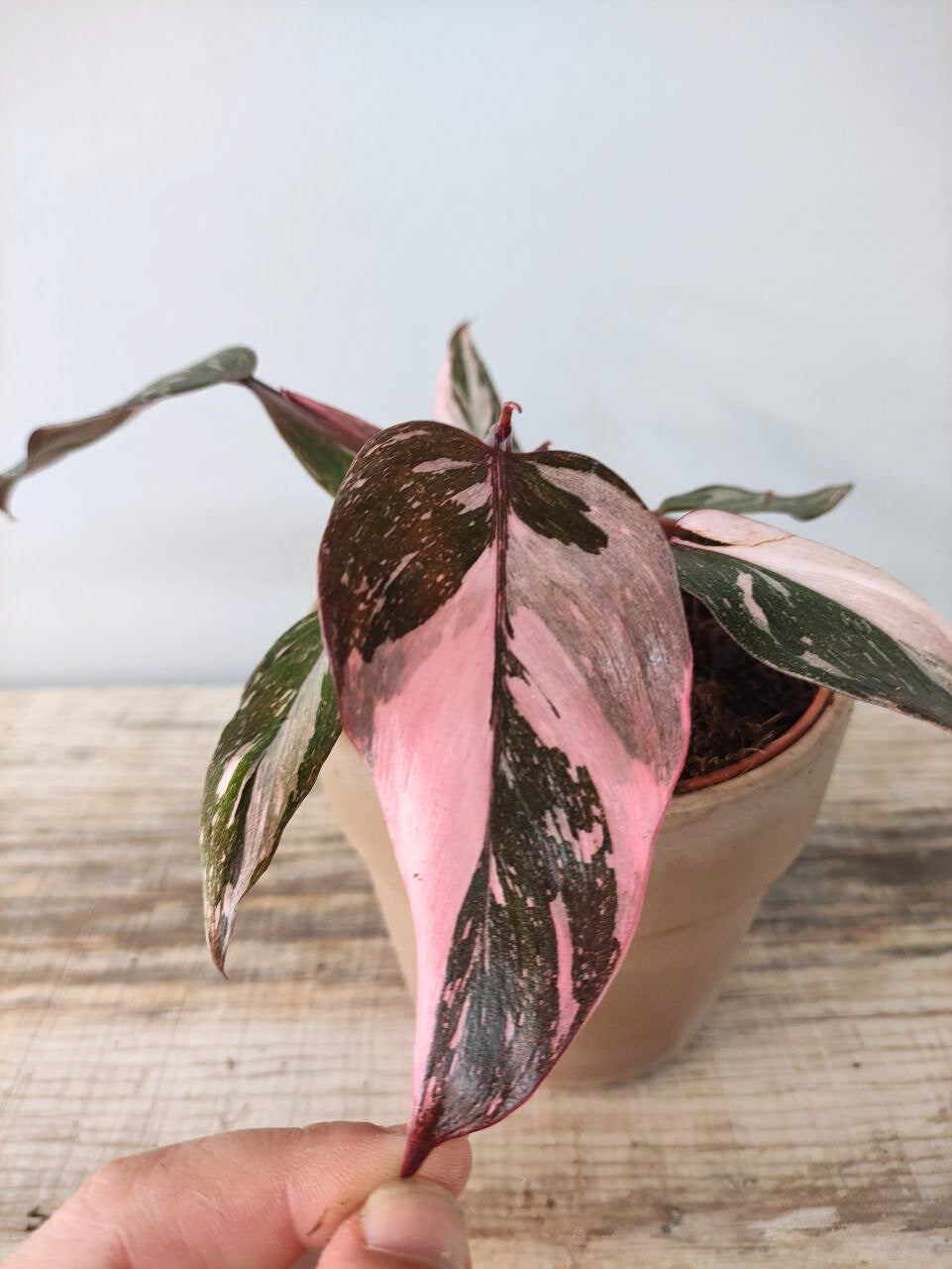 Philodendron Pink Princess – Variegatura rosa regale