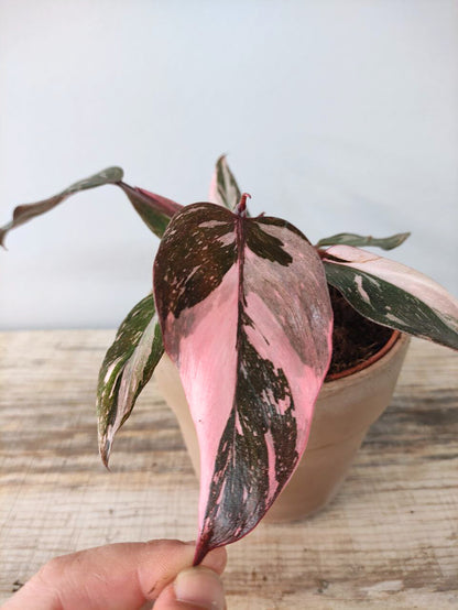Philodendron Pink Princess – Variegatura rosa regale