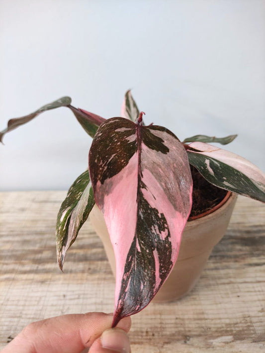 Philodendron Pink Princess – Variegatura rosa regale
