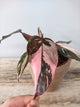 Philodendron Pink Princess Marble – Variegatura Rosa Regale | Aracearium