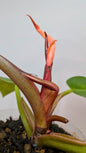 Philodendron Prince of Orange 2 - Adozione Speciale