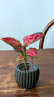 Aglaonema ‘Lucky Red’ | Pianta adattata all'idrocoltura