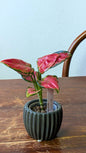 Aglaonema ‘Lucky Red’ | Pianta adattata all'idrocoltura