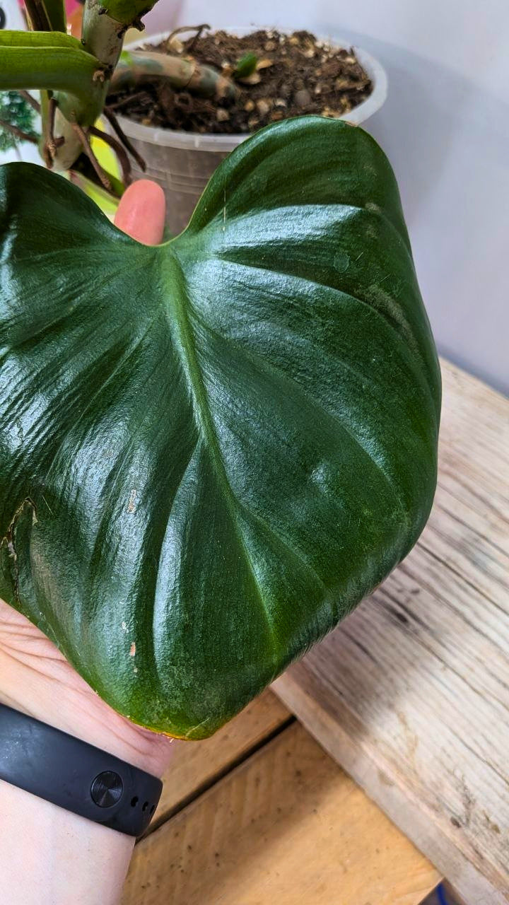 Philodendron cf Rugosum 2 - Adozione Speciale