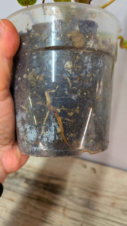 Philodendron Orange Marmalade 2- Adozione Speciale
