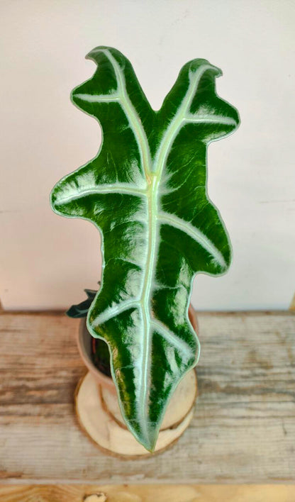 Alocasia Nobilis – Raffinata e tropicale con foglie ondulate