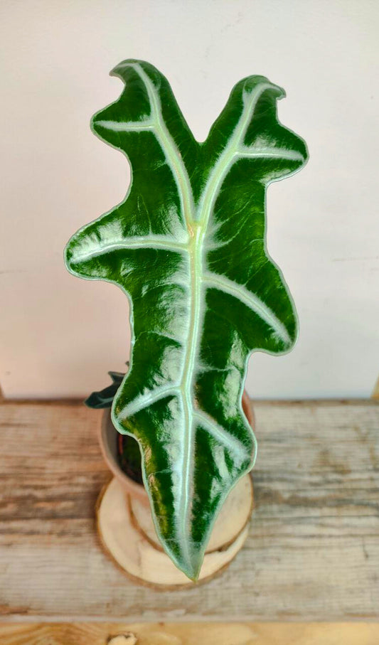 Alocasia Nobilis – Raffinata e tropicale con foglie ondulate