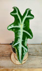 Alocasia Nobilis – Raffinata e tropicale con foglie ondulate