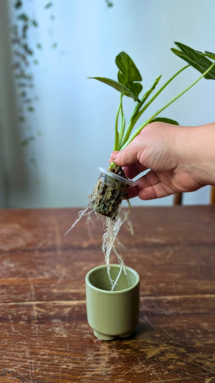 Alocasia odora Variegata | Pianta adattata all'idrocoltura