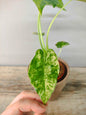 Alocasia Odora Variegata – Eleganza Tropicale Facile | Aracearium