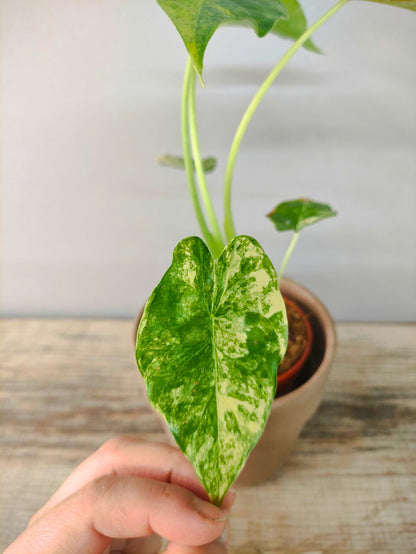 Alocasia Wendtii Variegata – Foglie esotiche dalle sfumature uniche