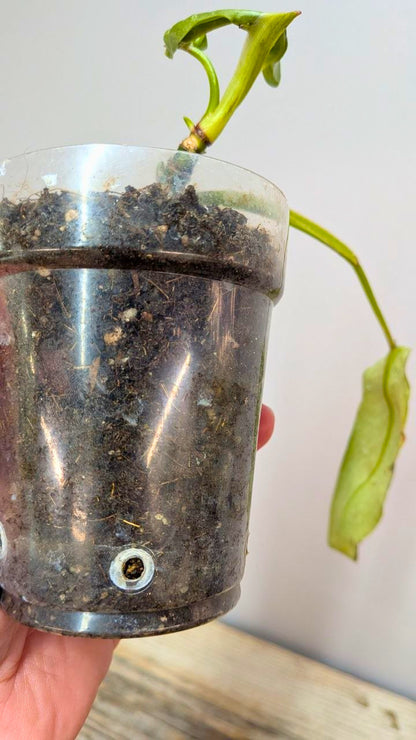 Philodendron Spiritus Sancti 2- Adozione Speciale