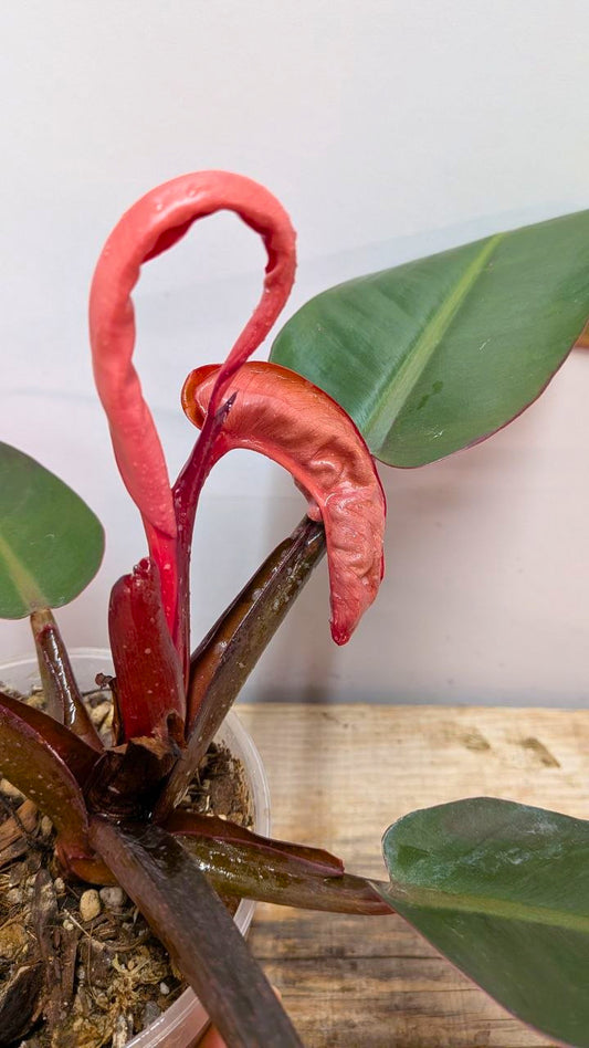 Philodendron Red Cherry 1 - Adozione Speciale