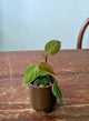 Philodendron micans | Idrocoltura – Esemplare 02