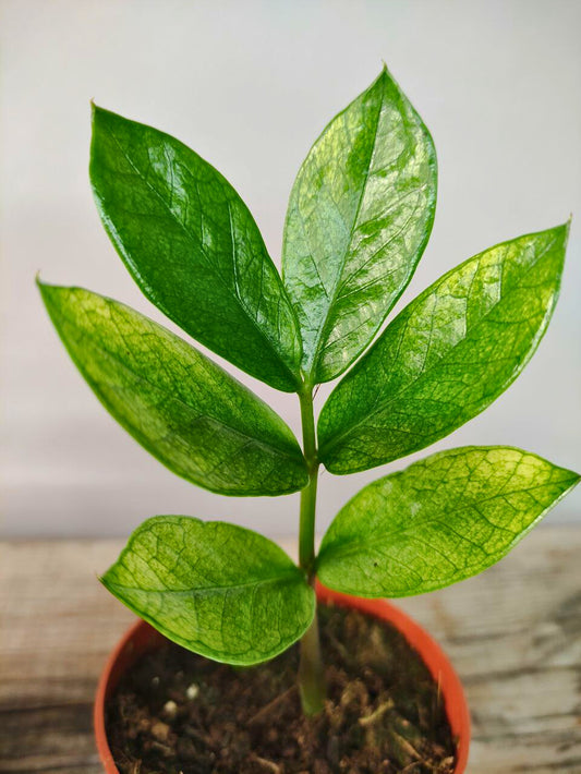 Zamioculcas Zamiifolia Chameleon – Foglie luminose e resistenti
