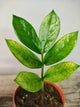 Zamioculcas Zamiifolia Chameleon – Foglie luminose e resistenti