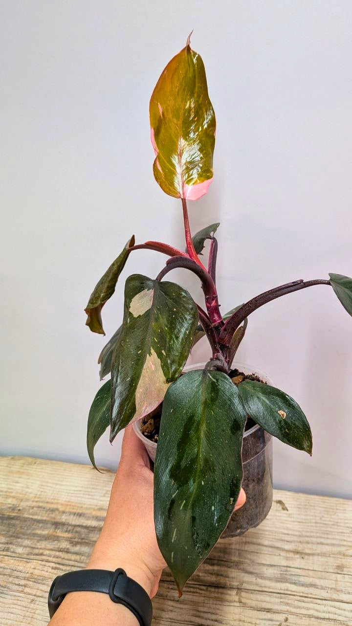 Philodendron Red Anderson - Adozione Speciale