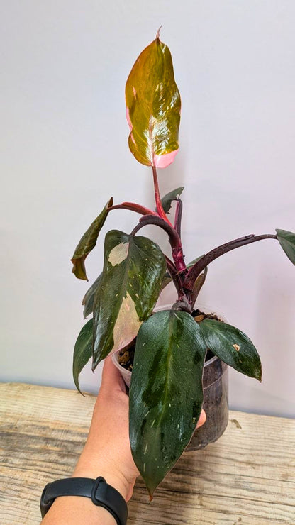 Philodendron Red Anderson - Adozione Speciale