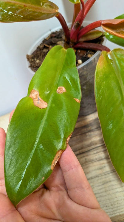 Philodendron Prince of Orange 1 - Adozione Speciale