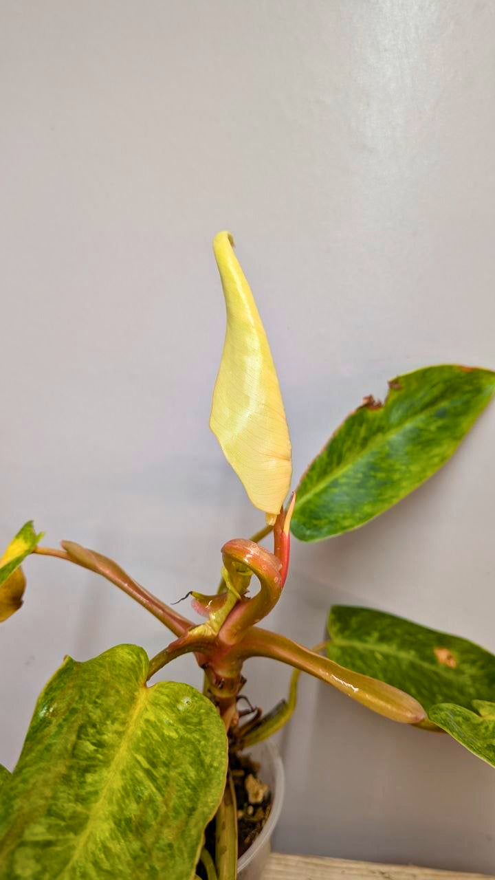 Philodendron Orange Marmalade 2- Adozione Speciale