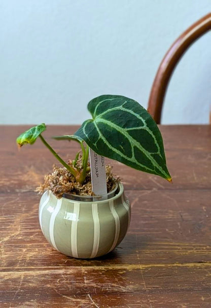 Anthurium crystallinum Baby | Pianta adattata all'idrocoltura