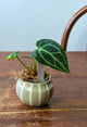 Anthurium crystallinum Baby | Pianta adattata all'idrocoltura