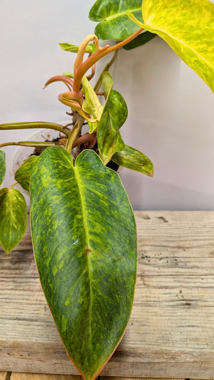 Philodendron Orange Marmalade 1 - Adozione Speciale