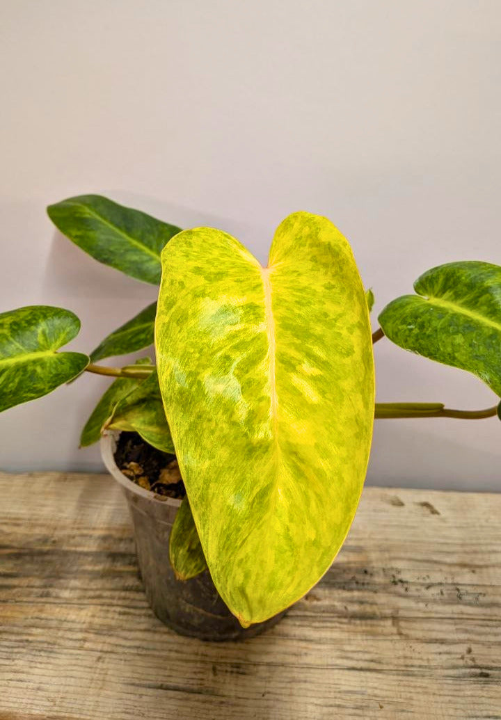 Philodendron Orange Marmalade 1 - Adozione Speciale