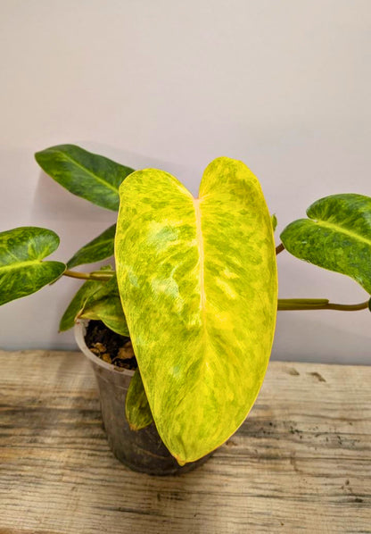 Philodendron Orange Marmalade 1 - Adozione Speciale