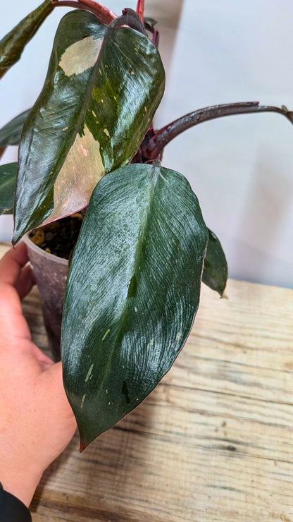 Philodendron Red Anderson - Adozione Speciale