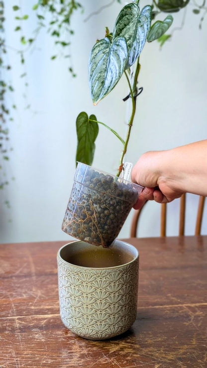 Philodendron brandtianum | Pianta adattata all'idrocoltura