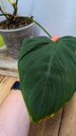 Philodendron CF Serpens - Adozione Speciale