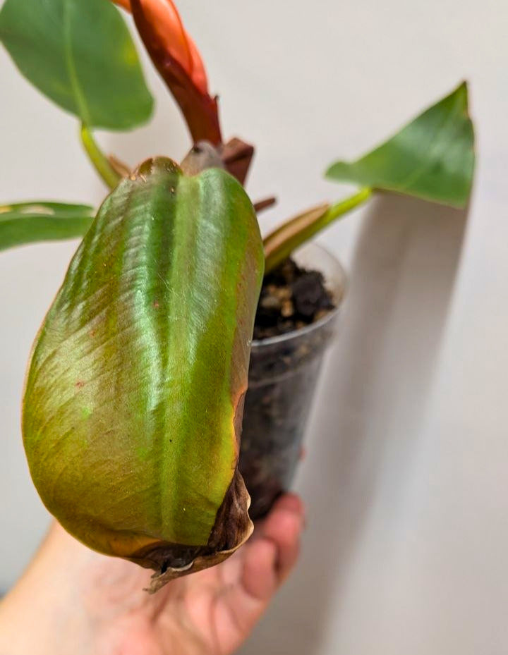 Philodendron Prince of Orange 2 - Adozione Speciale