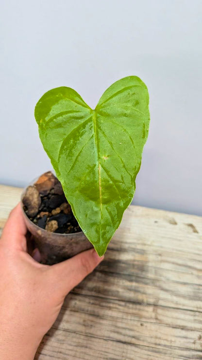 Pacchetto Baby Anthurium 1- Piante da Recupero