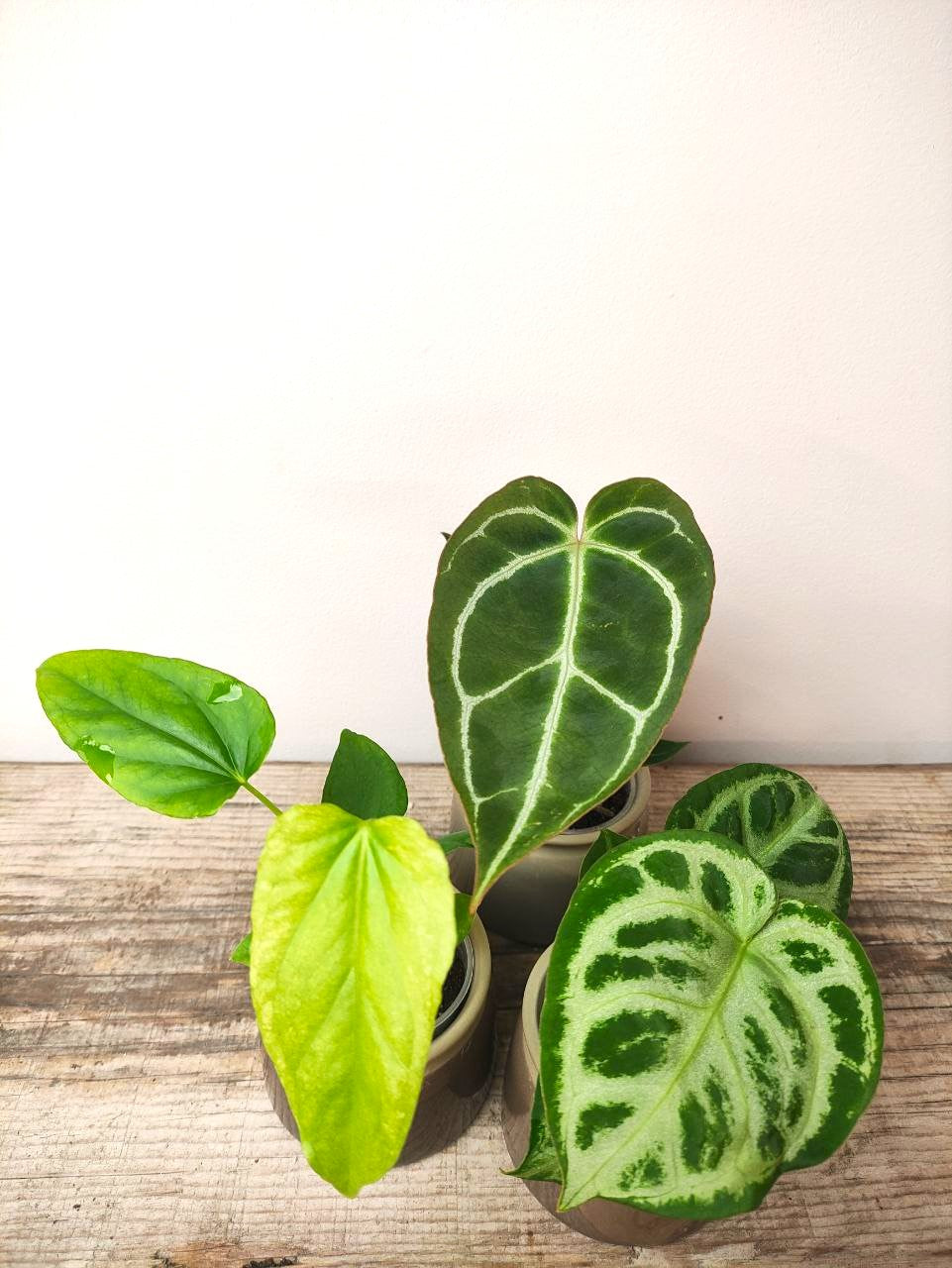 Tris di Anthurium